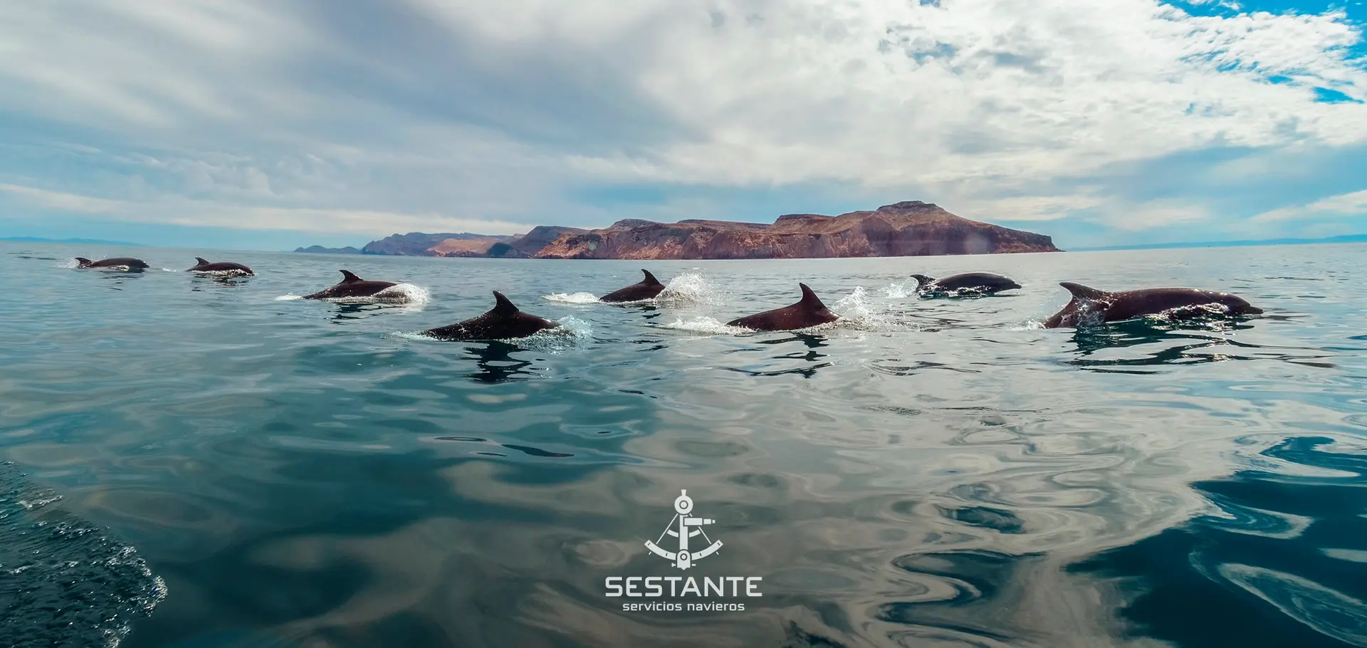 Avistamiento de delfines- SESTANTE, Servicios Navieros BCS