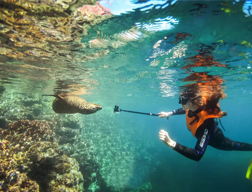 Lobos marinos, Isla Espíritu Santo, SESTANTE, servicios navieros, La Paz, Los Cabos