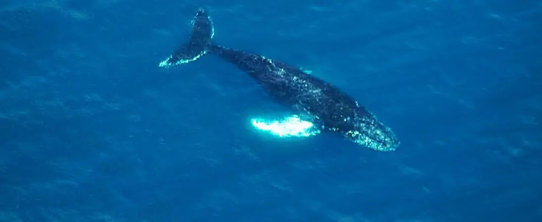 Avistamiento de Ballenas, Cabo San Lucas, SESTANTE Servicios Navieros, Embarcaciones