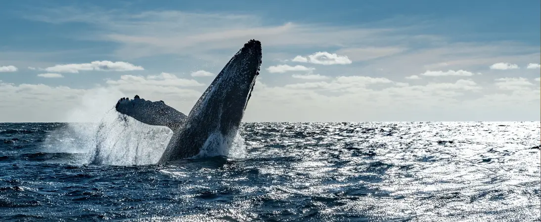 Avistamiento de Ballenas, Cabo San Lucas, SESTANTE Servicios Navieros, Embarcaciones