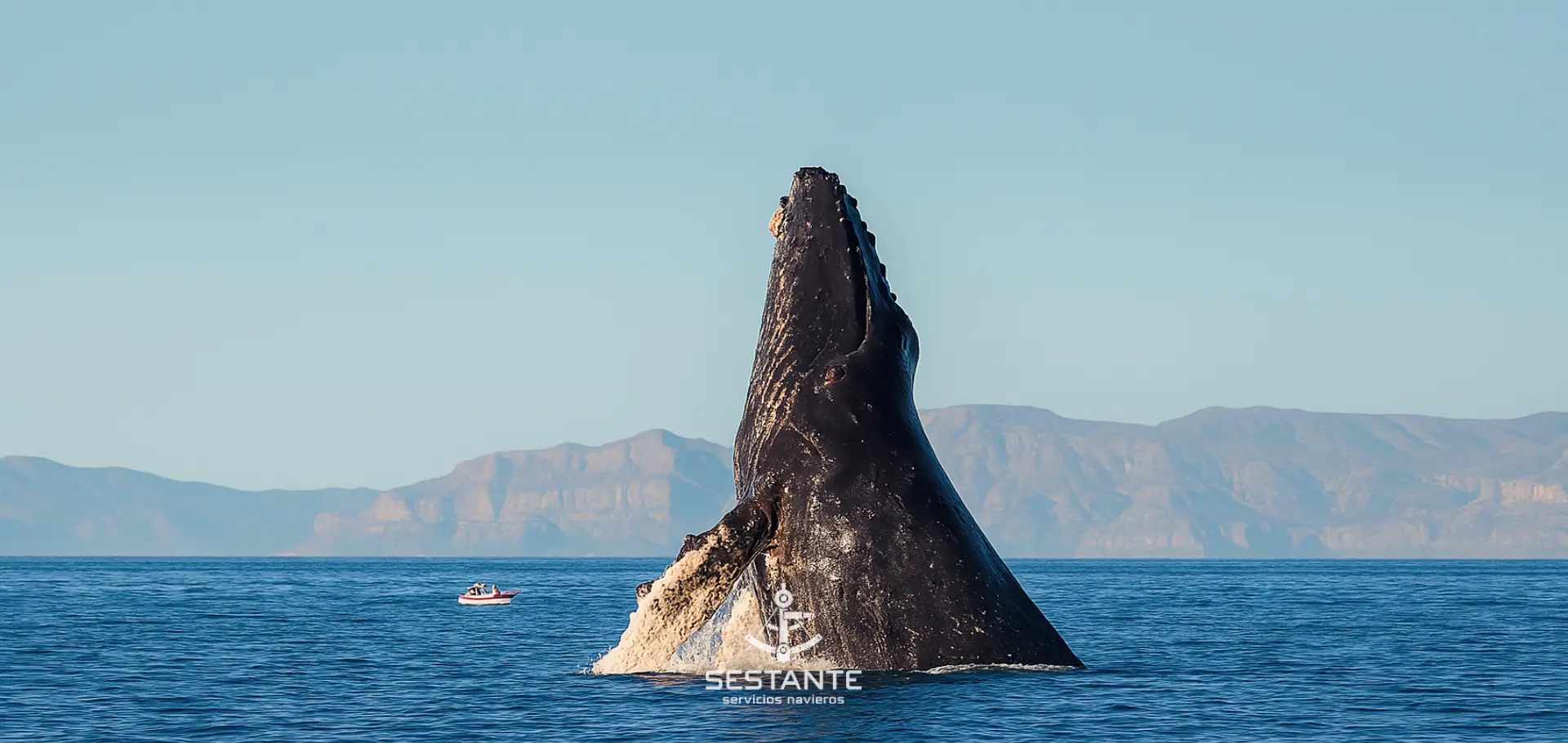 Avistamiento de Ballenas, Los Cabos, BCS. SESTANTE Servicios navieros