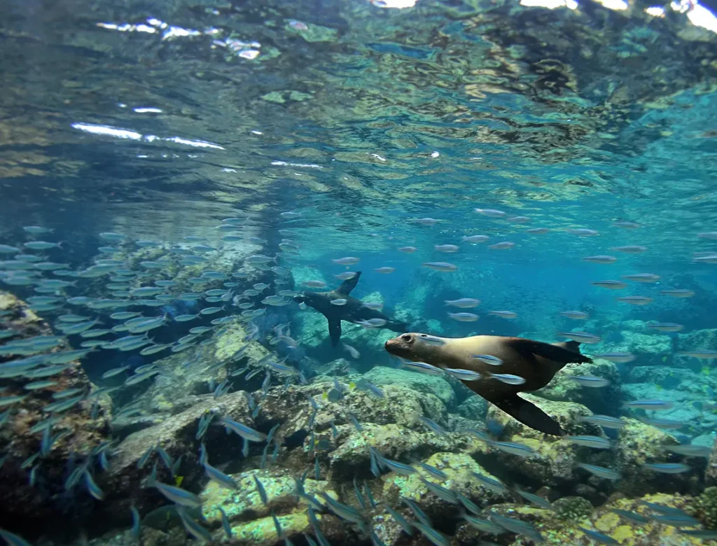 Isla Espíritu Santo, SESTANTE, servicios navieros, La Paz, Los Cabos